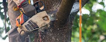Best Tree Mulching  in Bothell, WA