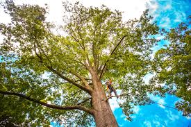 Best Utility Line Clearance  in Bothell, WA