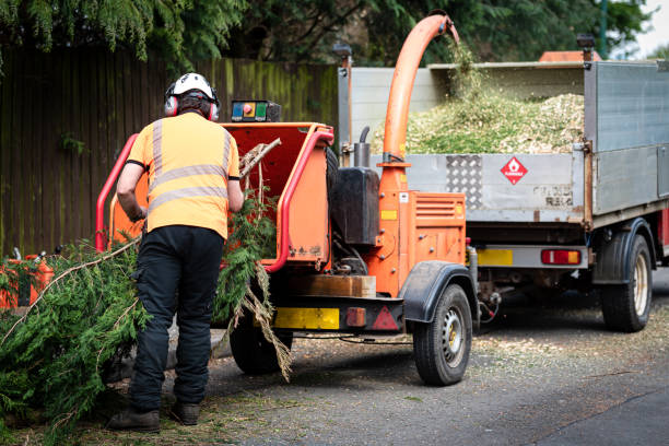 Professional Tree Services in Bothell, WA