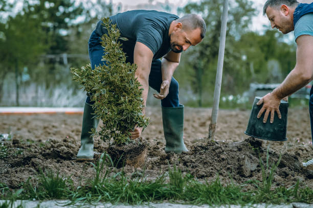 Best Tree Preservation Services  in Bothell, WA