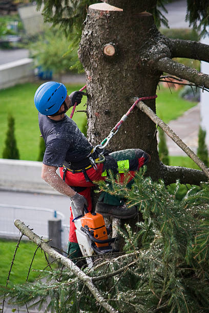 How Our Tree Care Process Works  in  Bothell, WA