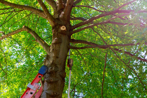 Best Tree Cabling and Bracing  in Bothell, WA